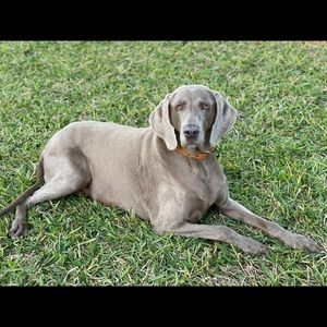 Meet your Posher, Alexia